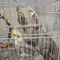 عروس هلندی