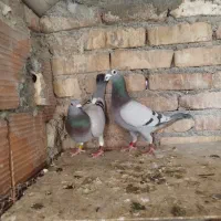 سلام جفت 500نشسته|پرنده|گنبد کاووس, |دیوار