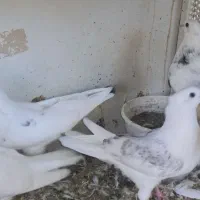 کبوتر  تیر ماهی