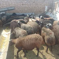 کاور توقلی ومیش ابستن