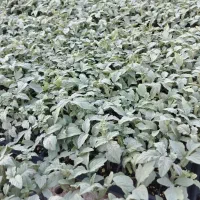 نشا بادمجان وگوجه  8320|خدمات باغبانی و درختکاری|کاکی, |دیوار