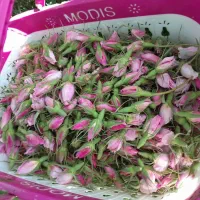 گل محمدی تازه