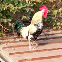 مرغ و خروس اصل محلی