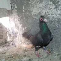 ماده مینا|پرنده|تربتحیدریه, پائین ولایت|دیوار