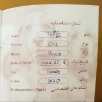 بچه گربه|گربه|تهران, هروی|دیوار