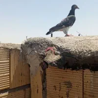 کفتر بمب.چاشنی.