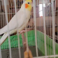 جفت عروس لوتینو