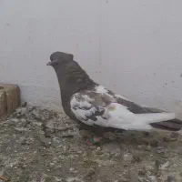 سینه قهوی وسینه سرور