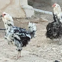 مرغ و خروس گلین  و تخم مرغ گلین،بوقلمون نر|حیوانات مزرعه|شیراز, درکی|دیوار