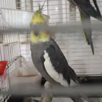 فروش عروس هلندی جفت مولد با قفس وجوجه|پرنده|شوش, |دیوار