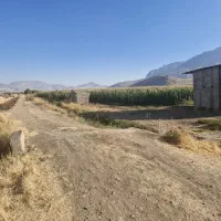 ذرت بلالی درجه یک.مخصوص علوفه|حیوانات مزرعه|بیستون, |دیوار