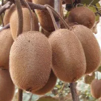 برنامه کود دهی کیوی