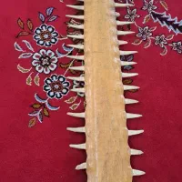 فک اره ماهی|کلکسیون اشیاء عتیقه|تهران, خاک سفید|دیوار