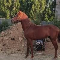 اسب کره ژیوار