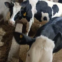 گوساله هلشتاین|حیوانات مزرعه|ویلکیج, |دیوار