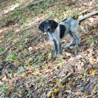 توله موسیمی|سگ|دوزین, |دیوار