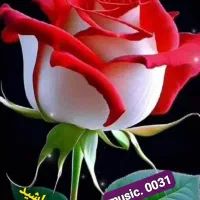 راهنمایی میکنم برای رفع درد سیاتیک