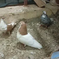 نرو ماده