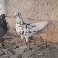 یه جفت تهرانی