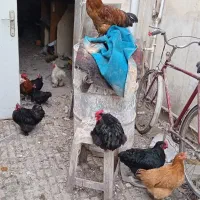 فروش انواع مرغ و خروس پاچینی