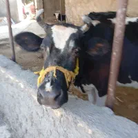 گاوپنج‌گوساله‌اورده‌چاق‌هم‌هست