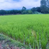 فروش-زمین-کشاورزی-بمتراژ-2740-متر-در-روستای-کوتنا