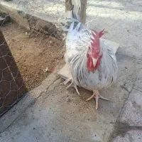 خروس فروشی محلی