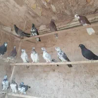 نروماده|پرنده|قم, هفت تیر|دیوار