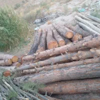 خرید چوب درخت توت کاج چنار سپیدار وچوب سقف خ