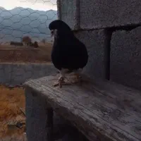 شهری  خوشرنگ سیاه نر