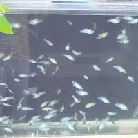 ماهی بلو اکارا