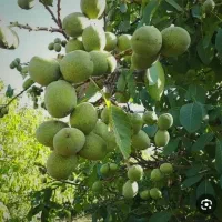 محصول بیشتر گردو