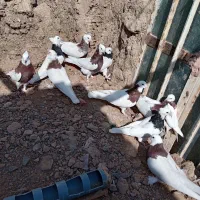 طوق نر و ماده|پرنده|هلالی, |دیوار