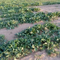 شلغم درشت دامی