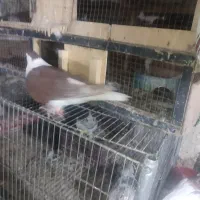 کفتر ماده ساده افغان|پرنده|سراوان, |دیوار