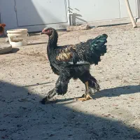 خروس برهما بلک و لایت غول پیکر|حیوانات مزرعه|میانه, |دیوار