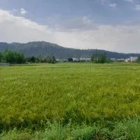 زمین-در-بیجاربنه-لاهیجان-استان-گیلان