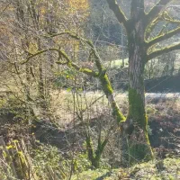 1500متر زمین 800مترمسکونی 100متر پروانه ساخت|فروش زمین و ملک کلنگی|احمدسرگوراب, |دیوار