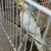 فروش عروس هلندی لوتینو،و البینو|پرنده|زابل, |دیوار