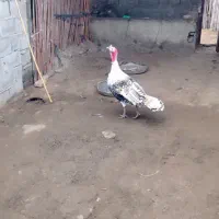 بوقلمون نر فروشی