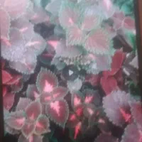 با بهترین قیمت به فروش می‌رسد|گل و گیاه طبیعی|محمدیه-قزوین, |دیوار