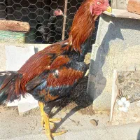 فروش خروس لاری