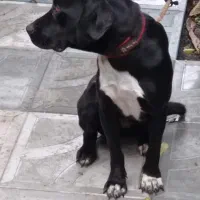 سگ شکاری|سگ|رشت, حمیدیان|دیوار