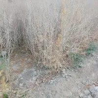 نهال انار قرمز ،پوست نازک|خدمات باغبانی و درختکاری|خواف, |دیوار