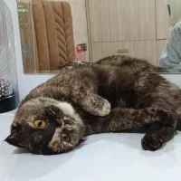 گربه ماده اسکاتیش بریتیش