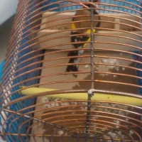 سهره نر باقفس|پرنده|تبریز, |دیوار