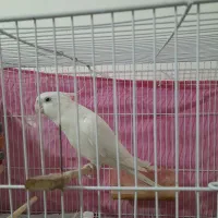 عروس هلندی نر کشیده|پرنده|تربت جام, میان جام|دیوار