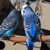 مرغ عشق خاص|پرنده|فردوس (خراسان), |دیوار