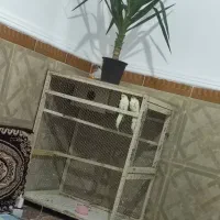 قفس پرنده بزرگ