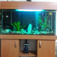 آکواریوم|ماهی|رشت, پل تالشان|دیوار